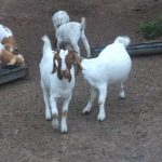 Boer-Goats