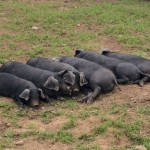 Large Black Piglets