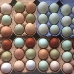 Edfords Eggs